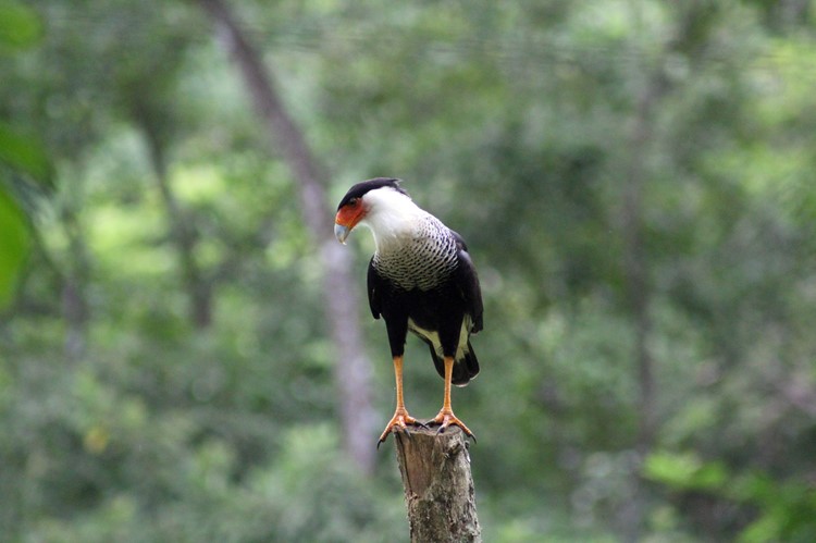 Caracara in Carara Nationaal Park, Costa Rica